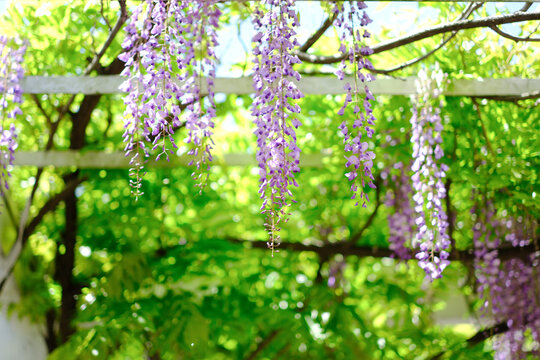 春天的紫藤花