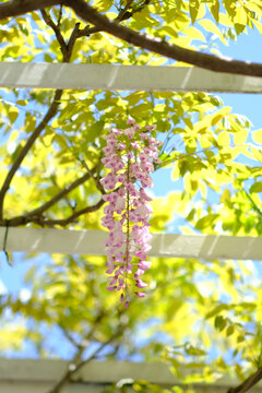 春天的紫藤花
