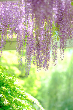 春天盛开的紫藤花