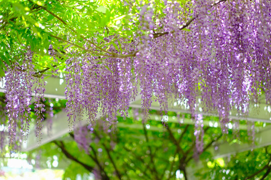 上海清涧公园春天盛开的紫藤花