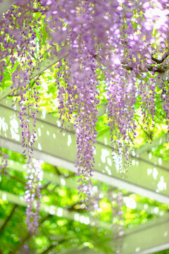 花架上盛开的紫藤花