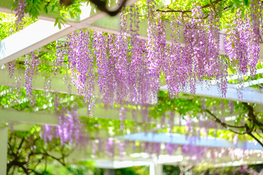 花架上盛开的紫藤花