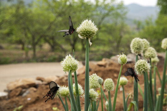 菜粉蝶