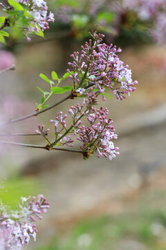 丁香花