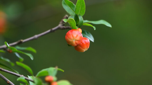 石榴花开