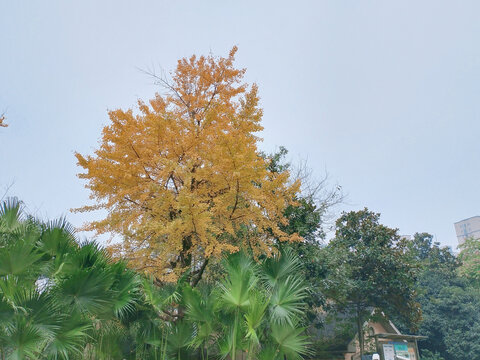 银杏树