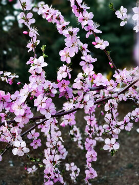 粉色桃花枝