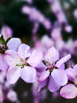 粉色桃花