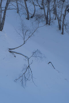 长白山雪地中的树