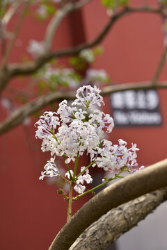 丁香花