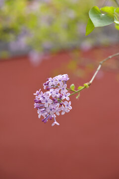 丁香花故宫