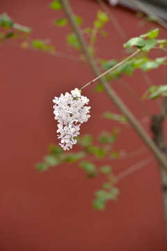 丁香花