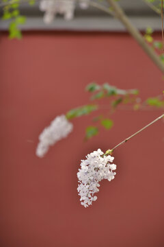 丁香花