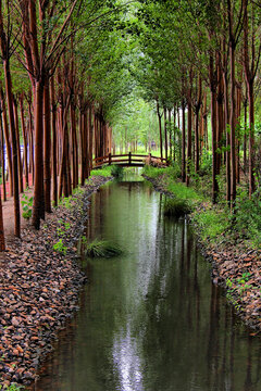 杨树林园林景观