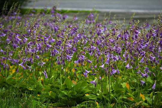 紫萼花丛