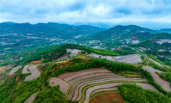 烟田