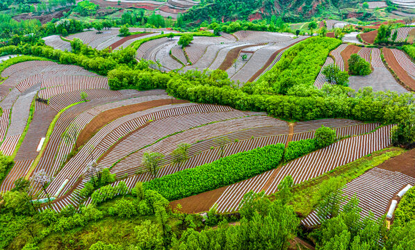 烟田