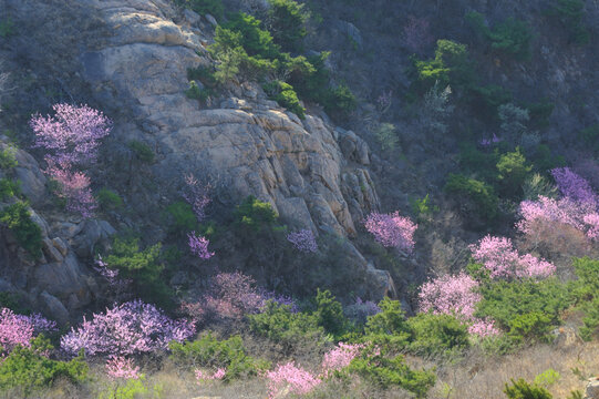 野桃花