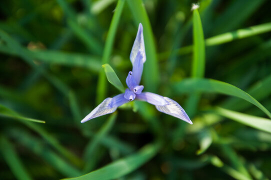 马莲花