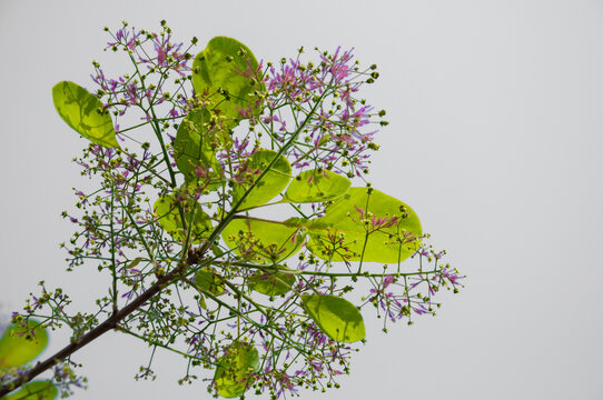 黄栌花