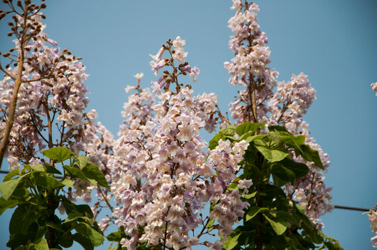 泡桐花