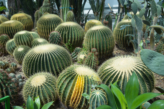 热带植物仙人掌