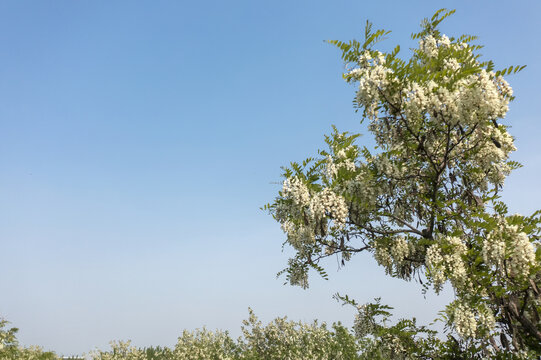 盛开的槐花树