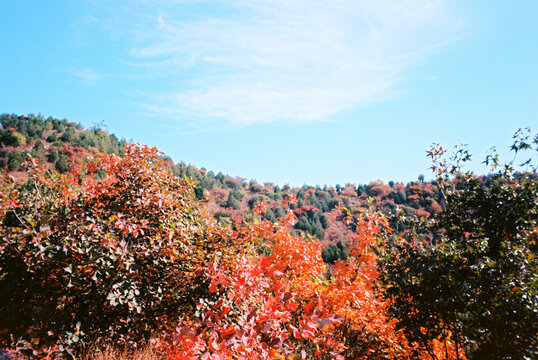 北京顺义舞彩浅山红叶