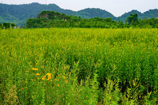 重庆南山南矿山公园