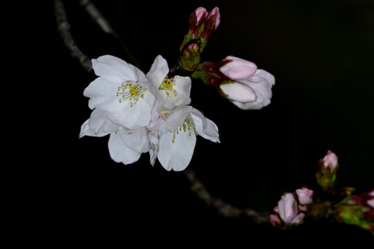 白色樱花春天