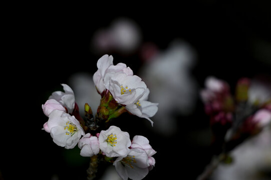 白色樱花春天