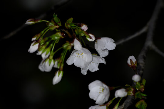 白色樱花黑背景春天日本樱花