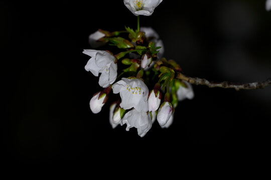 白色樱花黑背景春天日本樱花