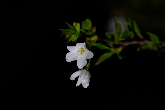 白色樱花黑背景春天日本樱花