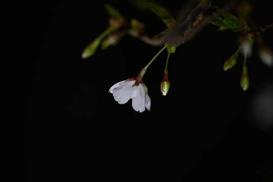 白色樱花黑背景春天日本樱花