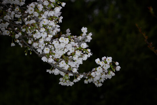 白色樱花黑背景春天日本樱花