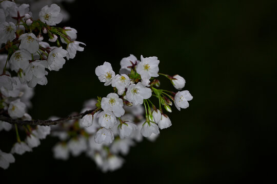 白色樱花黑背景春天日本樱花