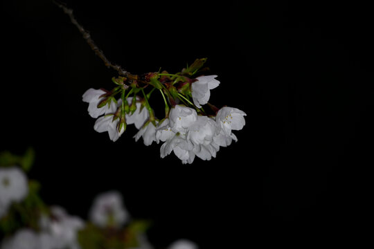 白色樱花黑背景春天日本樱花