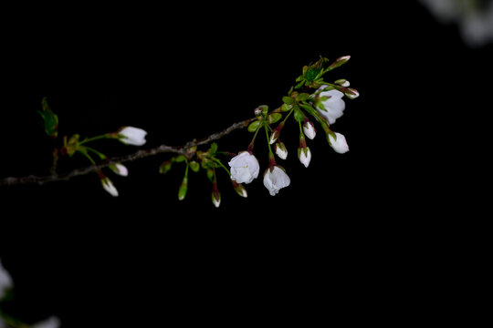 白色樱花黑背景春天日本樱花