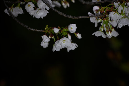 日本樱花春天