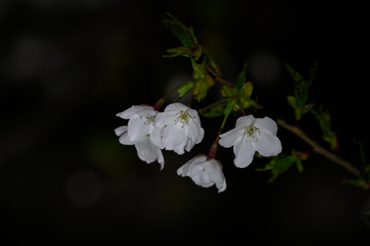 日本樱花春天