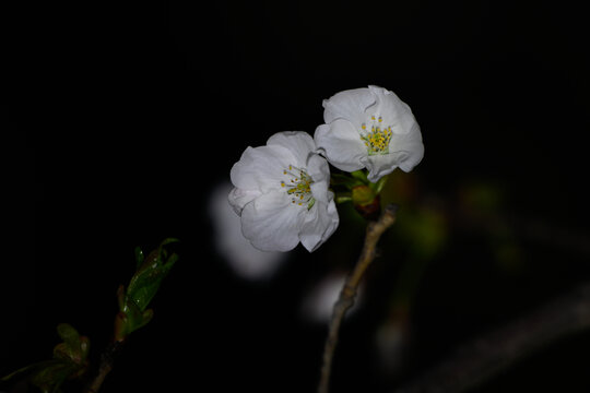 日本樱花春天