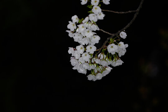 白色樱花黑背景