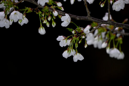 白色樱花