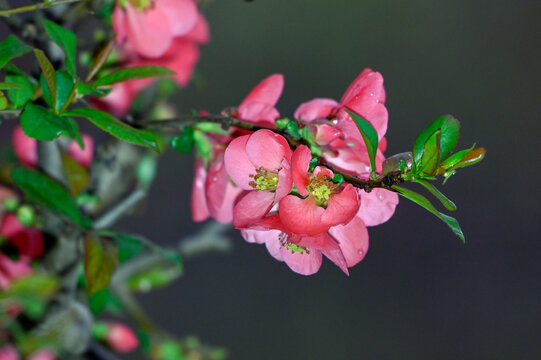 海棠花春天盛开