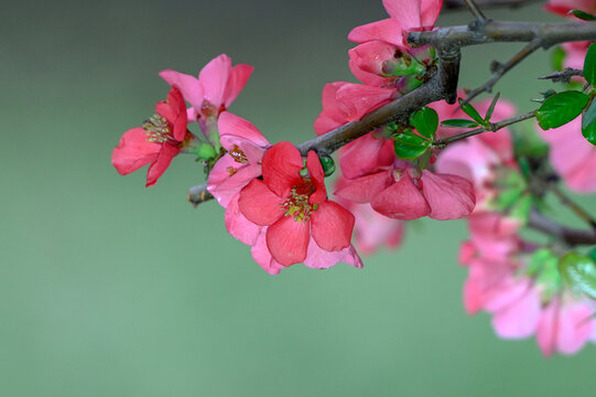 铁海棠花春天