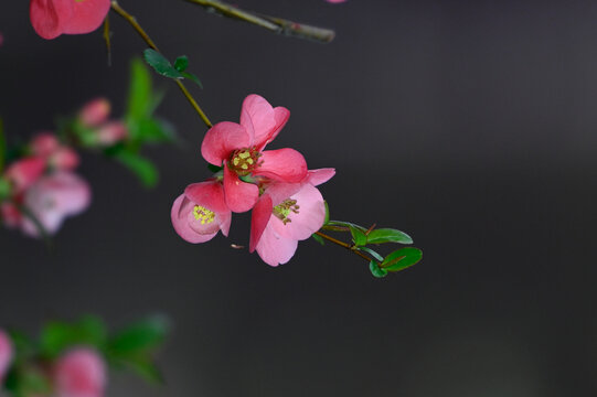 铁海棠花春天