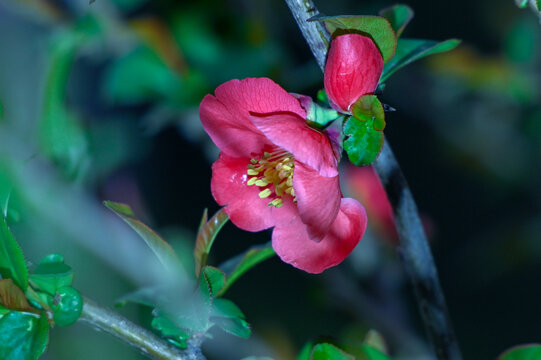 海棠花春天盛开