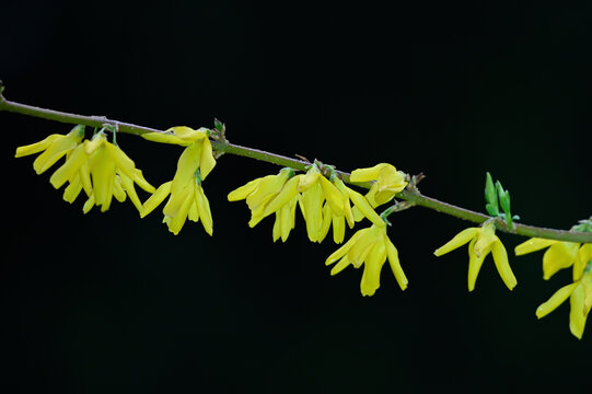 迎春花春天