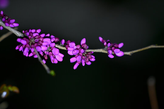 紫荆花春天